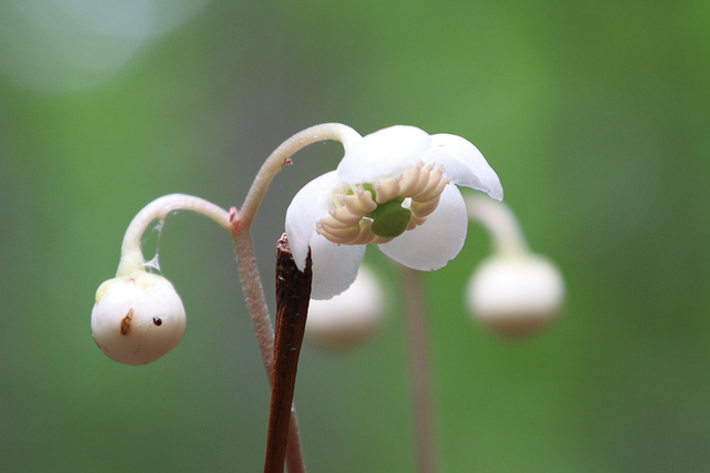 Chimaphila maculata