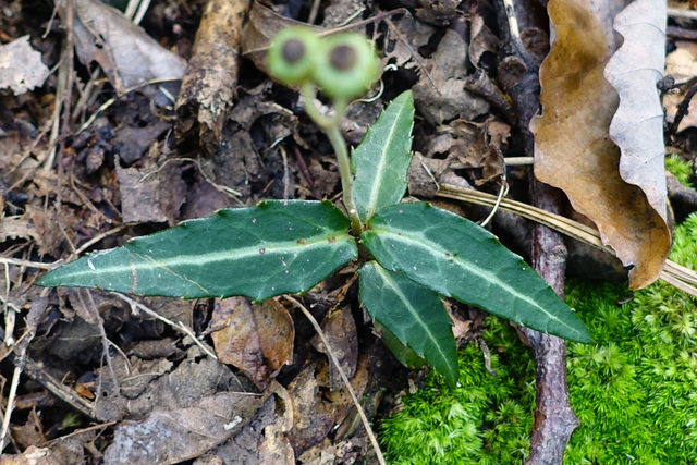 Chimaphila maculata - leaves