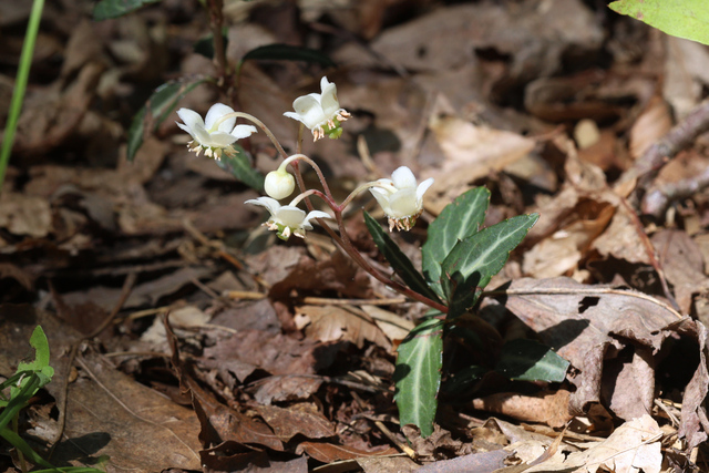 Chimaphila maculata - plant