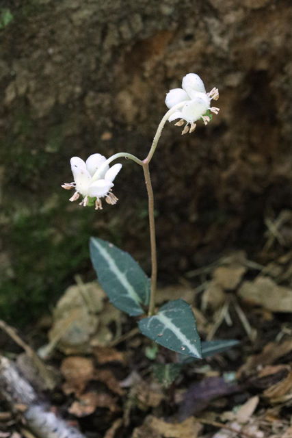 Chimaphila maculata - plant