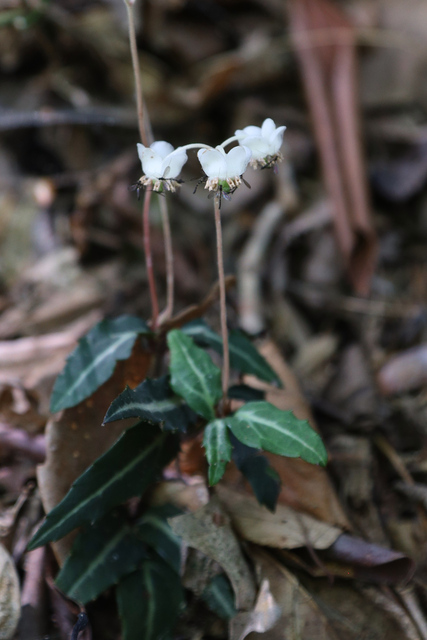 Chimaphila maculata - plant