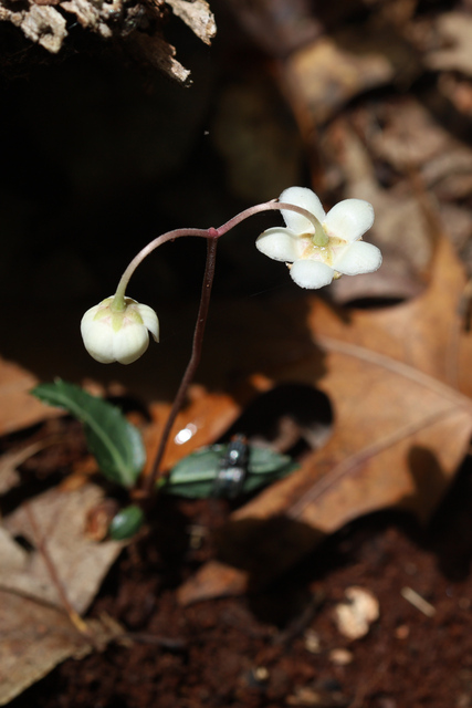 Chimaphila maculata - plant