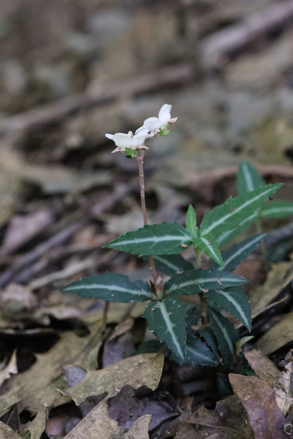 Chimaphila maculata - plant