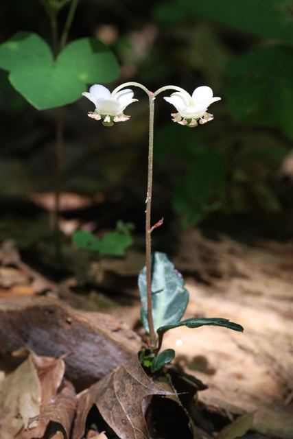 Chimaphila maculata - plant