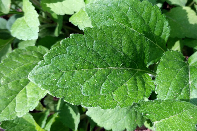 Chrysogonum virginianum - leaves