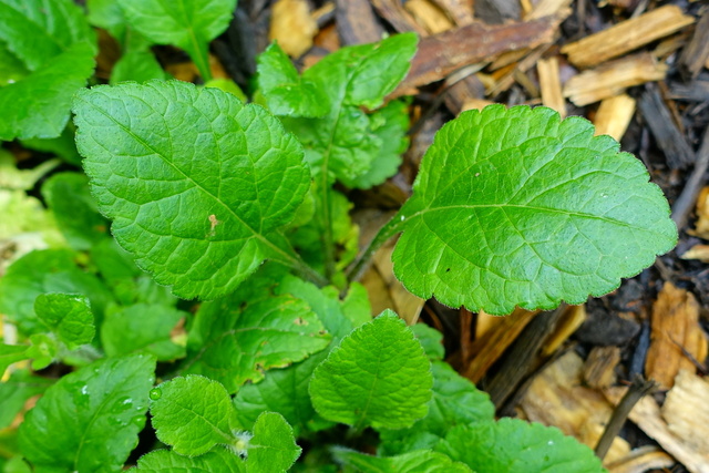 Chrysogonum virginianum - leaves