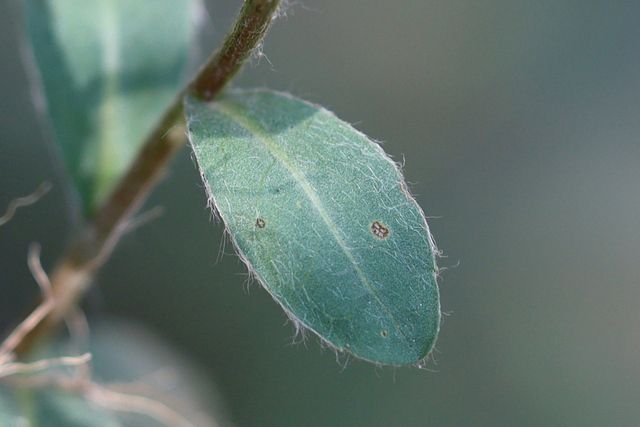Chrysopsis mariana - leaves