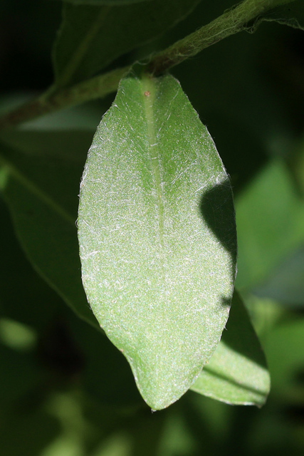 Chrysopsis mariana - leaves