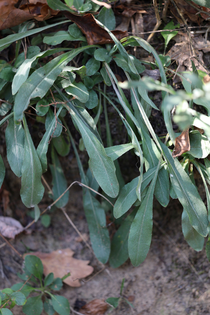 Chrysopsis mariana - lower leaves