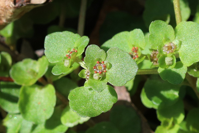 Chrysosplenium americanum