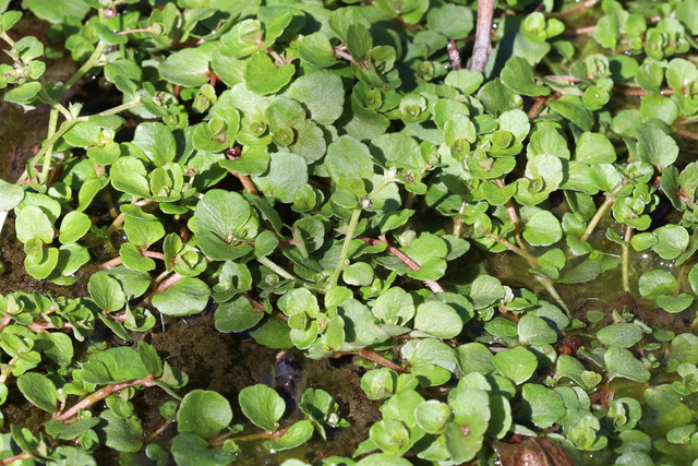 Chrysosplenium americanum - plants