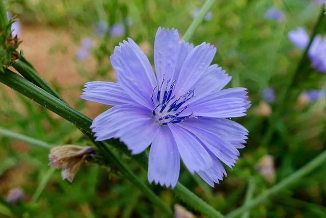 Cichorium intybus