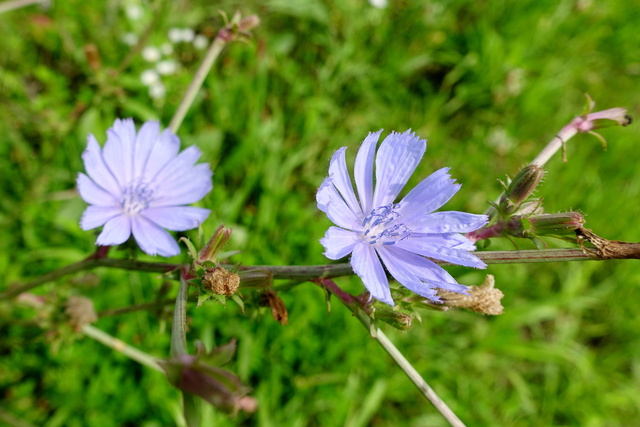 Cichorium intybus