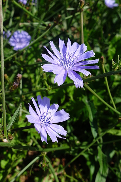 Cichorium intybus