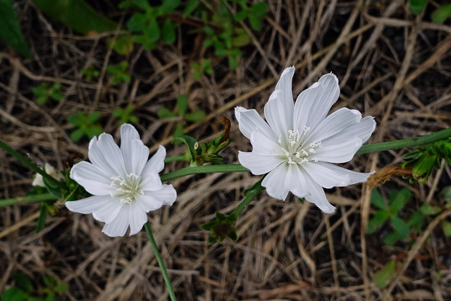 Cichorium intybus