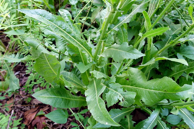 Cichorium intybus - lower leaves