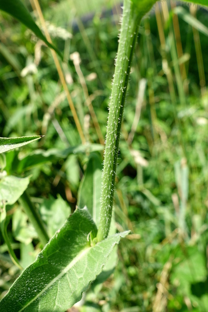 Cichorium intybus - stem