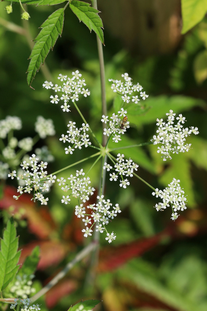 Cicuta maculata