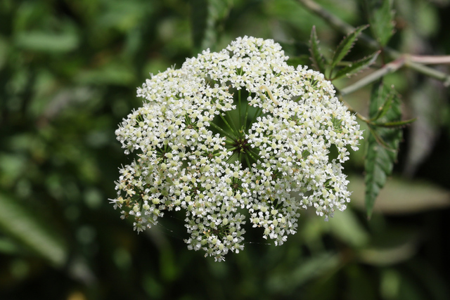 Cicuta maculata
