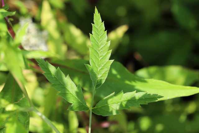Cicuta maculata - leaves