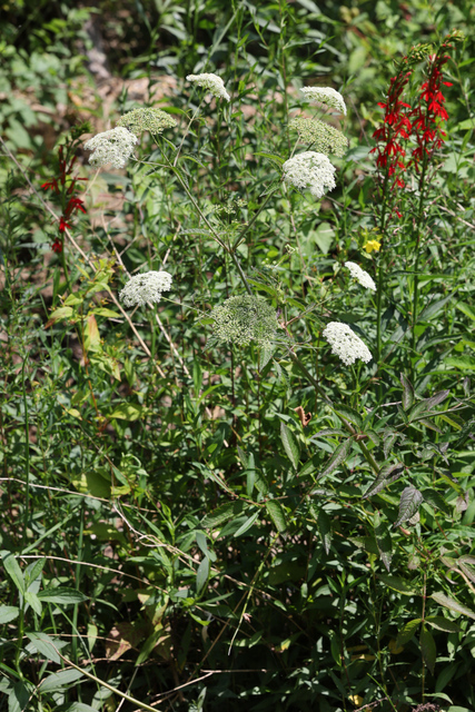 Cicuta maculata - plant