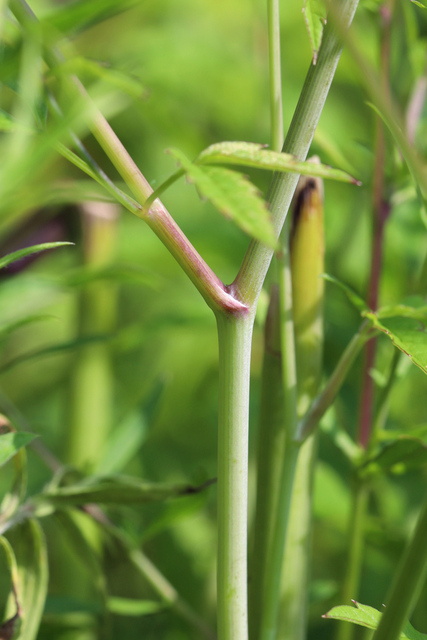 Cicuta maculata - stem