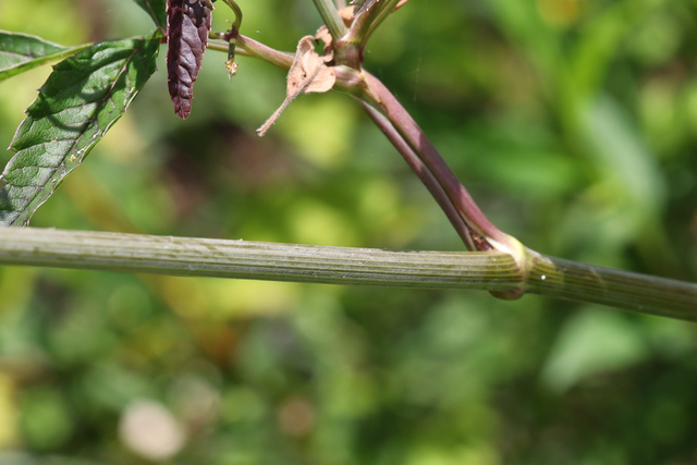 Cicuta maculata - stem