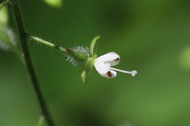 Circaea canadensis
