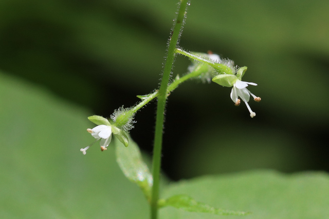 Circaea canadensis