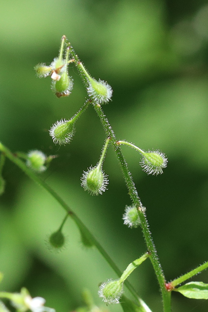 Circaea canadensis - fruit