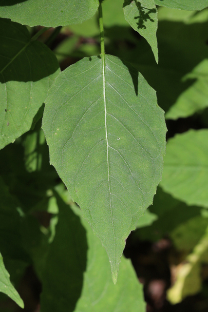 Circaea canadensis - leaves