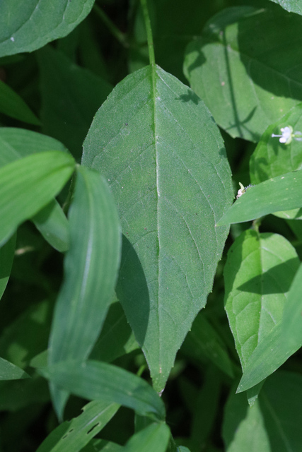Circaea canadensis - leaves