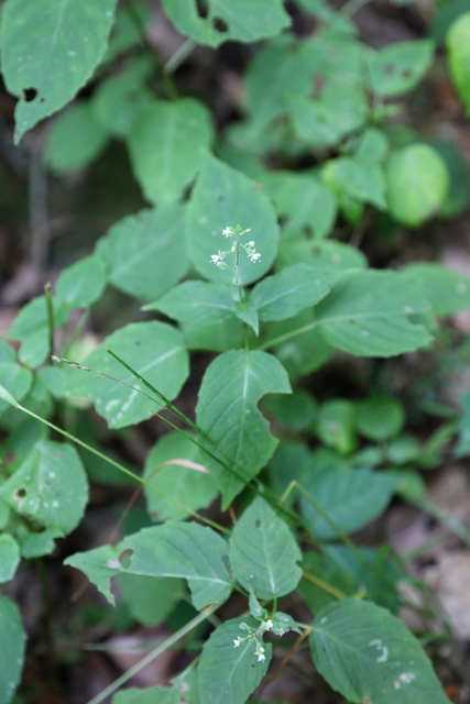 Circaea canadensis - plant