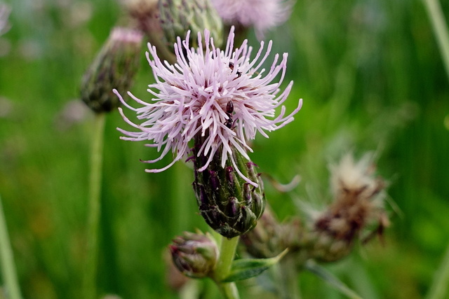 Cirsium arvense