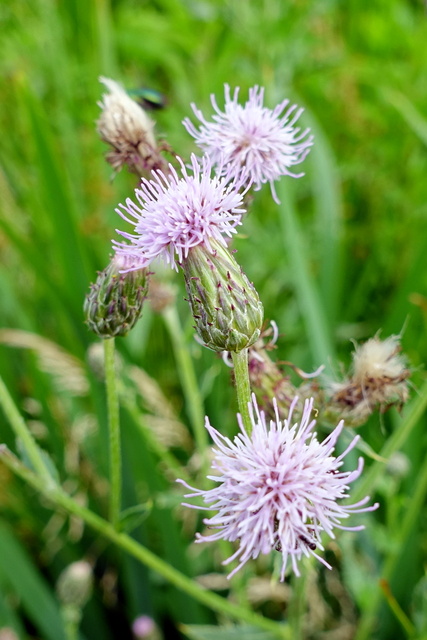 Cirsium arvense