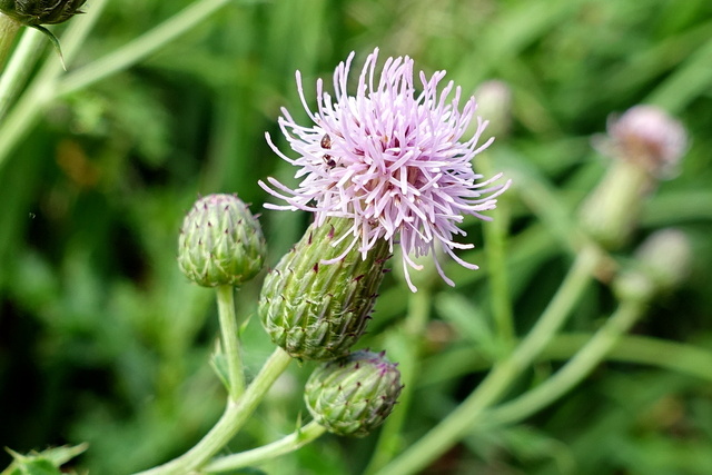 Cirsium arvense