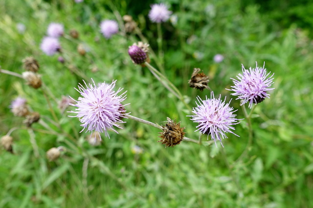 Cirsium arvense