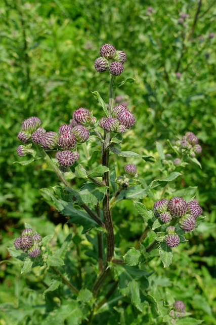 Cirsium arvense