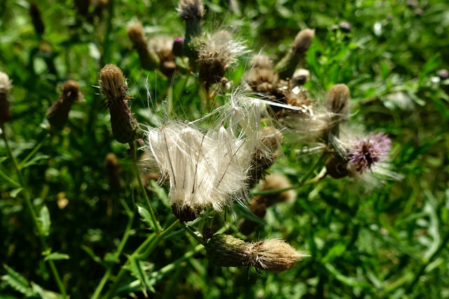 Cirsium arvense