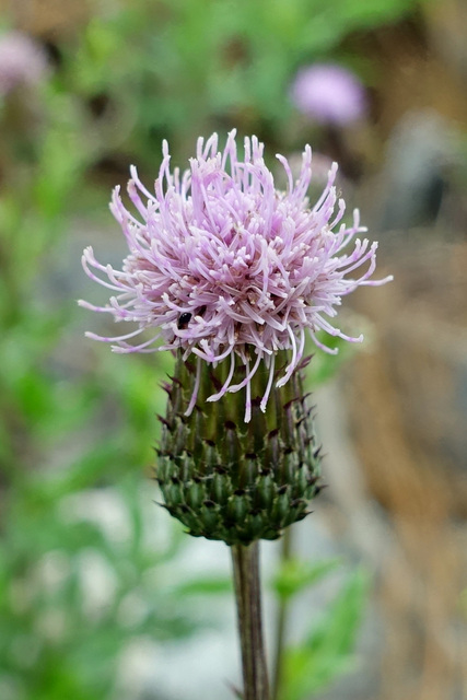 Cirsium arvense