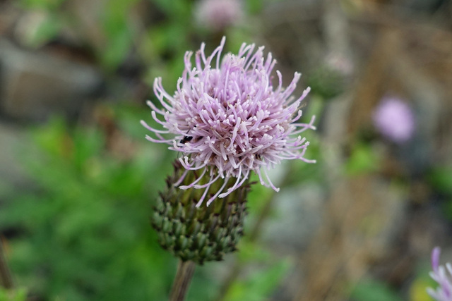 Cirsium arvense