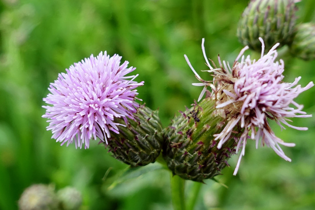 Cirsium arvense