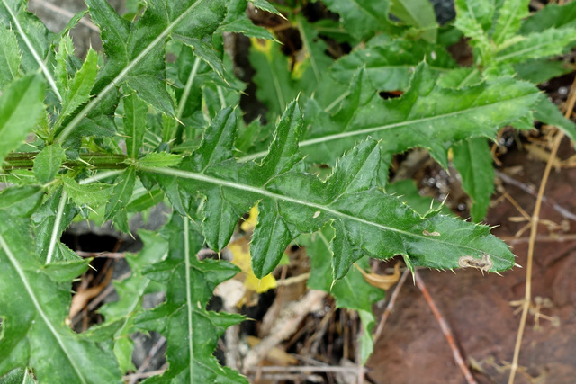 Cirsium arvense - leaves