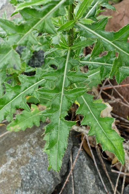 Cirsium arvense - leaves