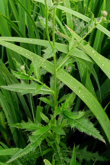 Cirsium arvense - stem