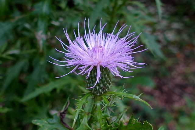 Cirsium discolor