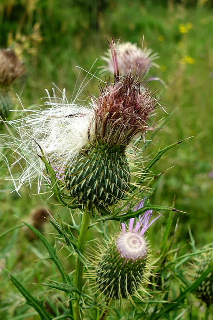 Cirsium discolor