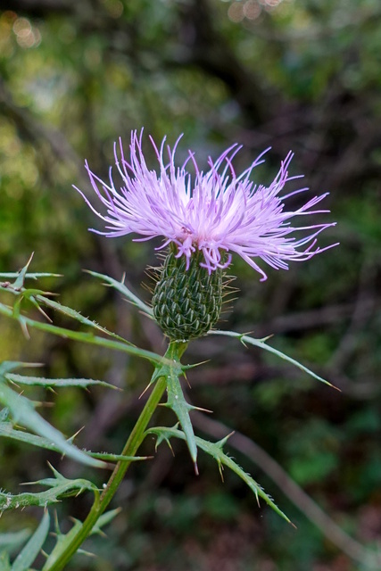 Cirsium discolor