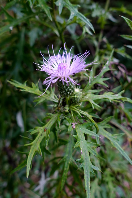 Cirsium discolor