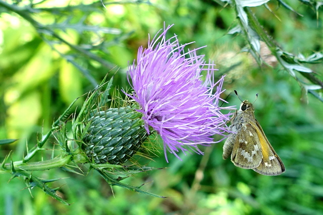 Cirsium discolor